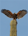 Harris’s Hawk, Jennifer Mancuso